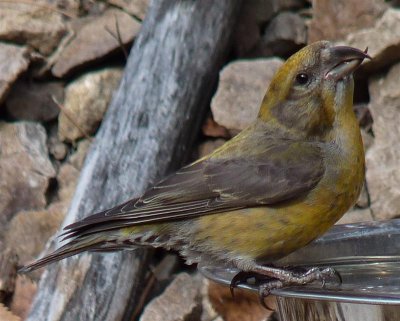 Crossbill in the park