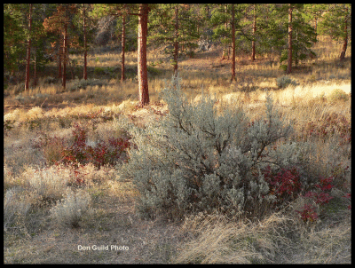 Tall Oregon Grape.gif