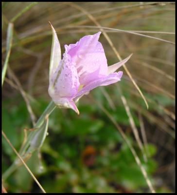 Mariposa-Lily-002.jpg