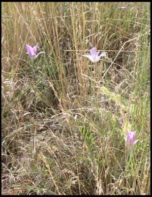 Mariposa-Lily-016.jpg
