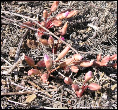 Lewisia buds