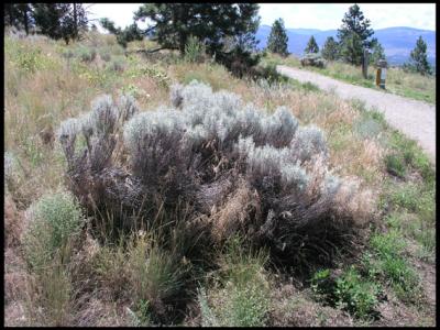 Rabbit-Bush-002.jpg