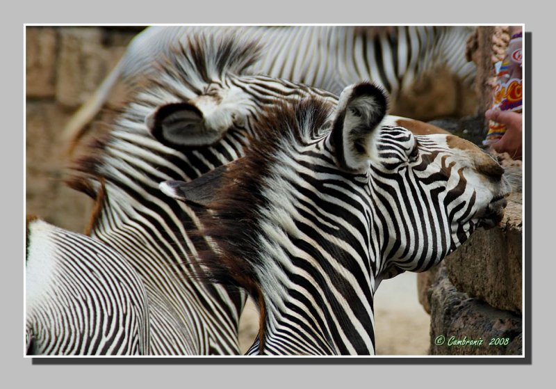 Zebre