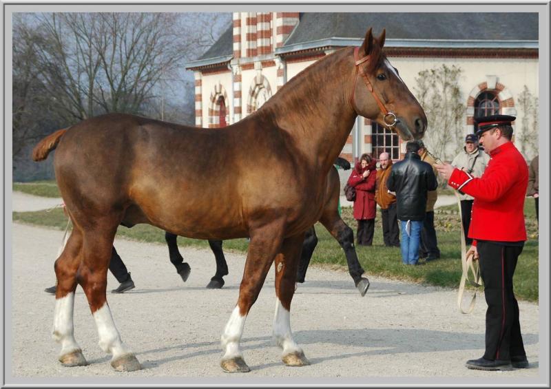 Cob normand