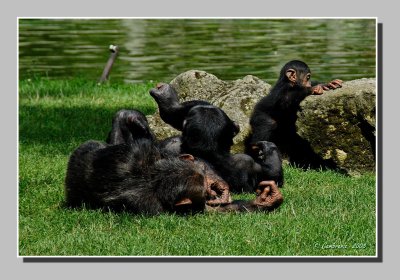 Chimpanzes