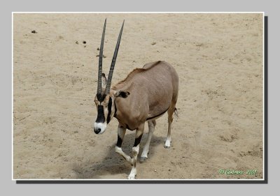 Oryx besa