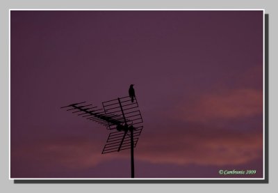 Blacbird singing on the morning light