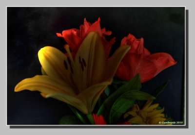 Flowers in HDR