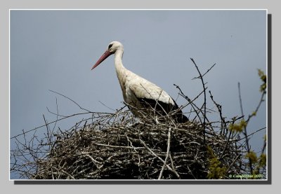 :: Storks May 2010 ::