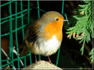 Rouge-Gorge