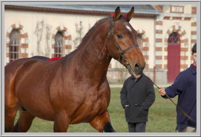 Cob normand