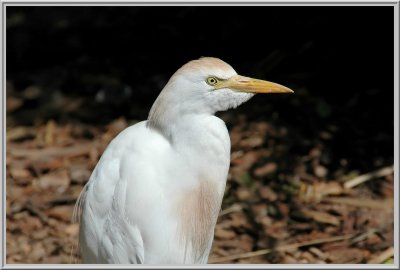 Cattle Egret