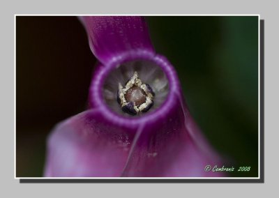 Cyclamen