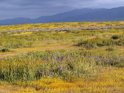 Carrizo Plains Wildflowers