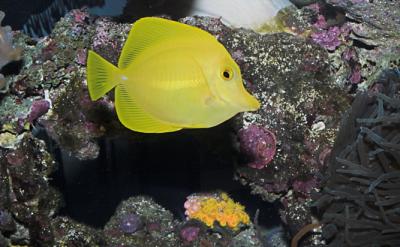 Yellow Tang