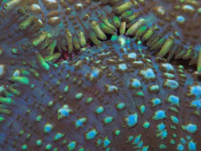 Mushroom Coral