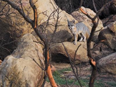 Grey fox in the Simi Hills