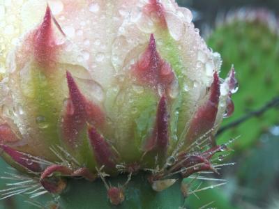Prickly pear after rain