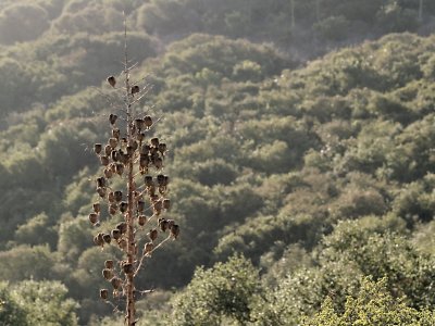 Chaparral Yucca