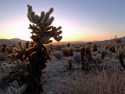 Cholla cactus garden sunrise