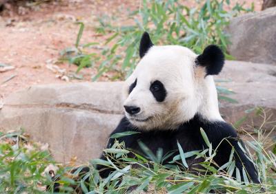 panda 1.jpg