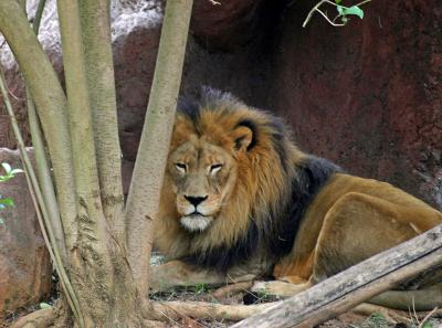 lion 2.jpg