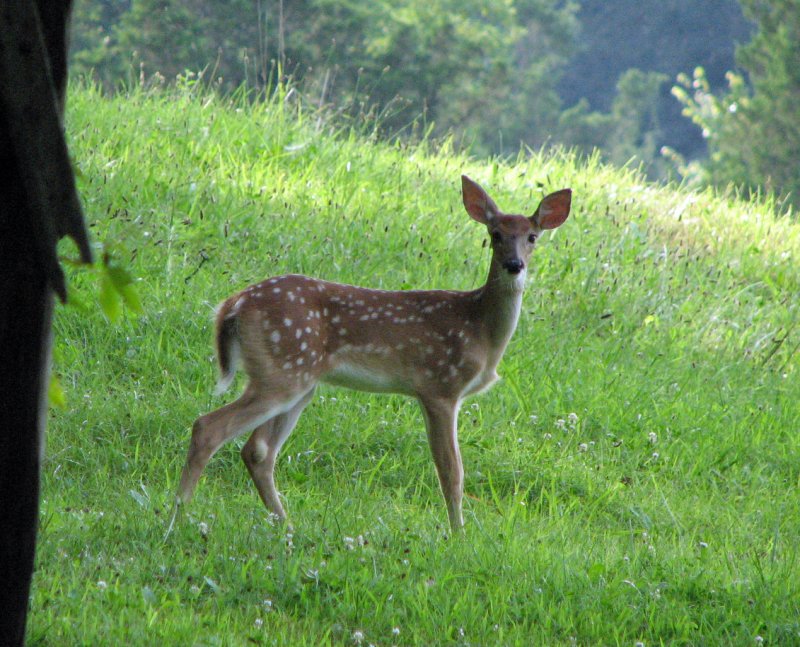 fawn 7-27 002.jpg