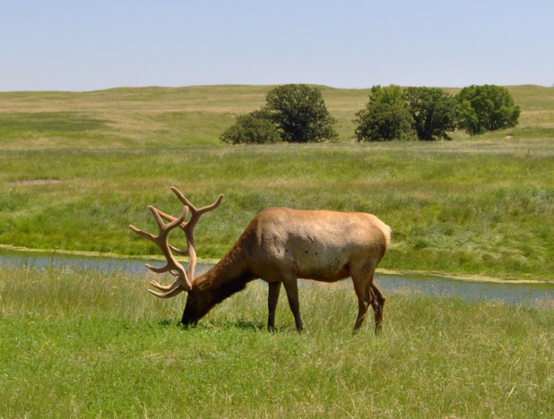 NE Elk.jpg