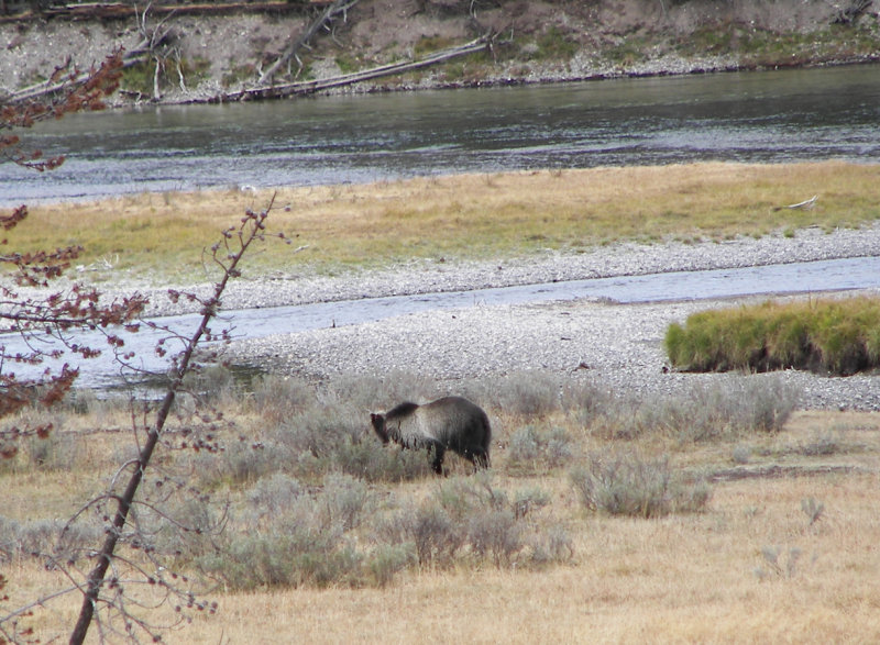 Yellowstone Tetons Grizzly 060.jpg