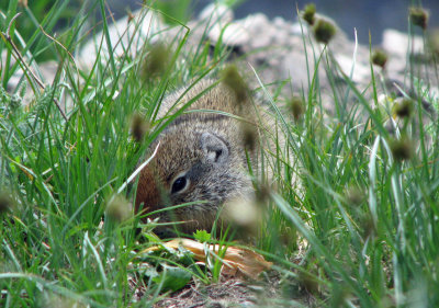 Peek-a-boo Marmot.jpg