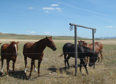 Montana Horses.jpg