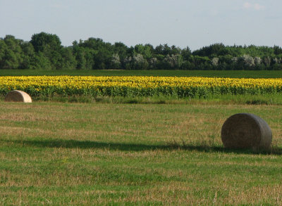 Hay and Sunflowers in SD.jpg
