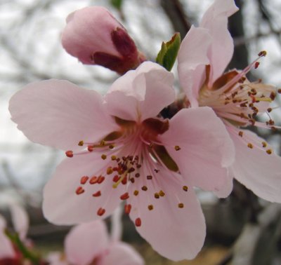 Cherry Blossom 3-21-09.jpg