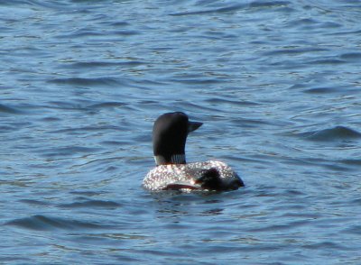Loon at campsite.jpg