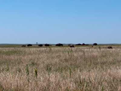 Buffalo on the Plains.jpg