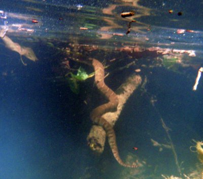 Underwater pic of Water Snake