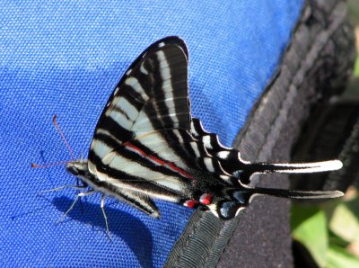 Zebra Swallowtail.jpg