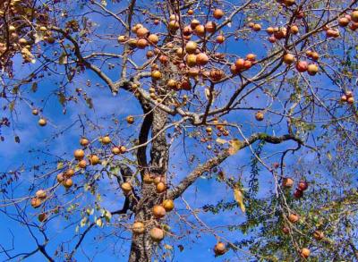 g3/74/636174/3/55617907.Persimmons.jpg