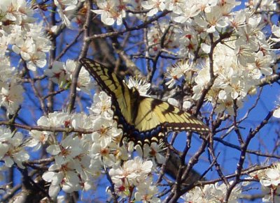 Butterfly Spring 05.JPG