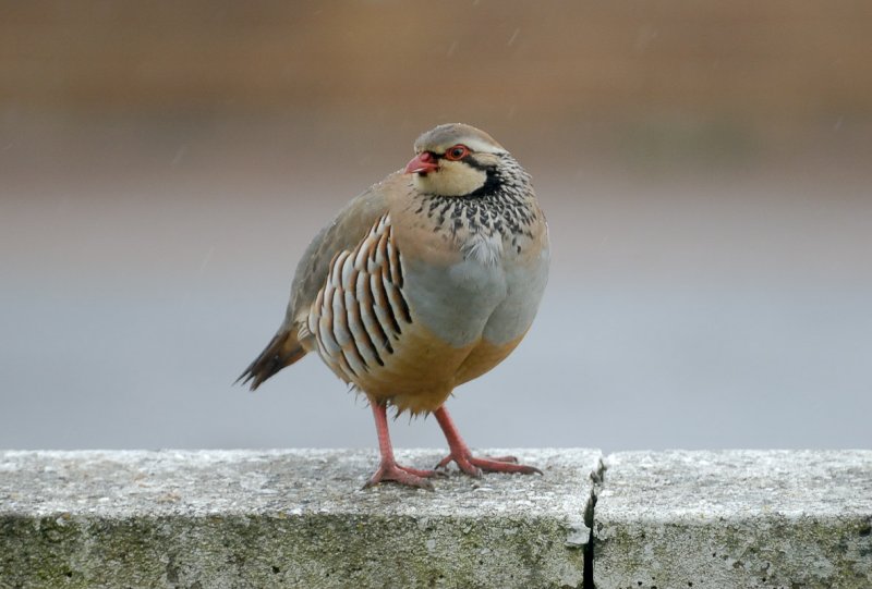 Red-legged Partridge