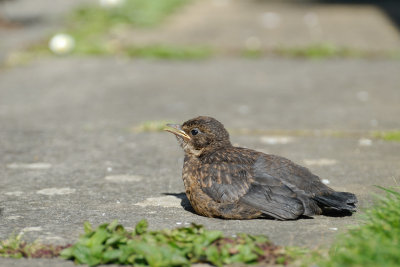 Blackbird Chick
