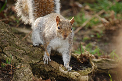 g3/74/637374/3/56089313.Squirrel4.jpg