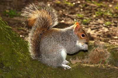 g3/74/637374/3/56602758.Squirrel6.jpg