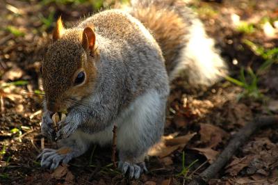 g3/74/637374/3/56604211.Squirrel7.jpg