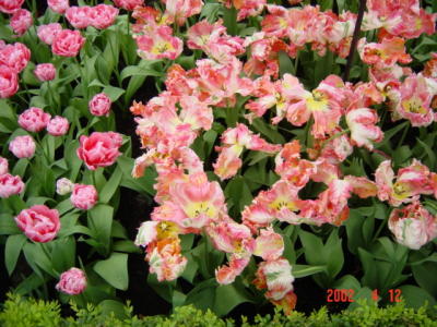 DSC00228.JPG