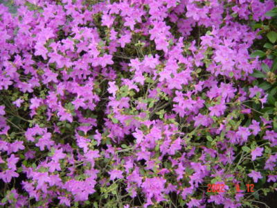 DSC00231.JPG