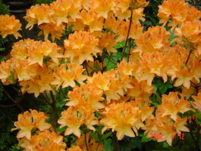 DSC00266.JPG