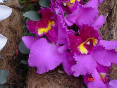 DSC00297.JPG