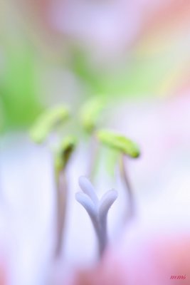_MG_6208 copy.jpg
