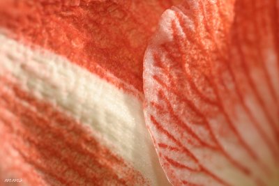 _MG_6112.jpg